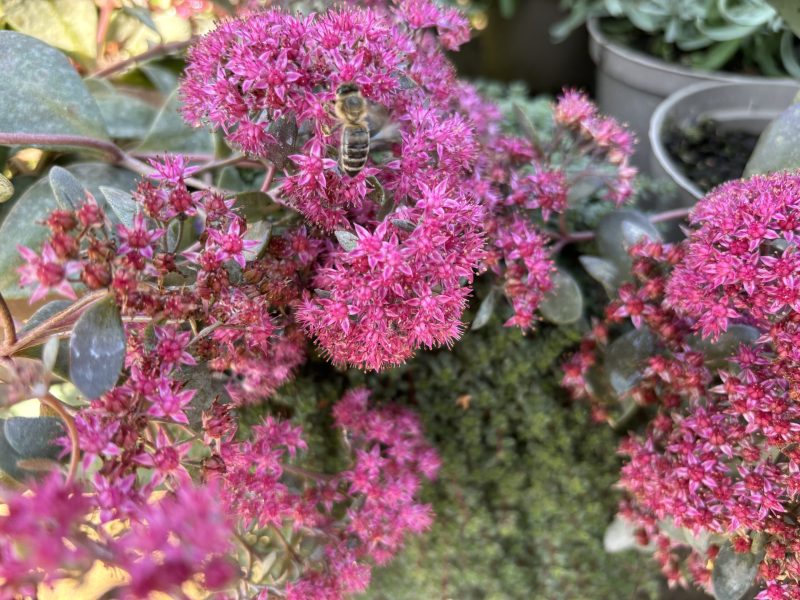 Herbstzauber